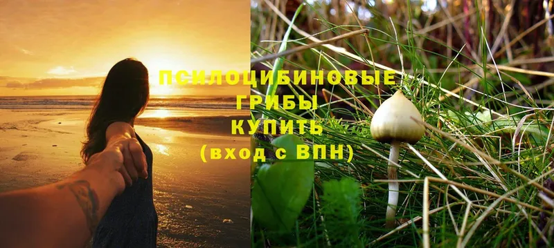 Псилоцибиновые грибы Psilocybine cubensis  закладка  MEGA онион  Бирюсинск 